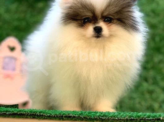 Pomeranian Boo Yavrularımız görsel