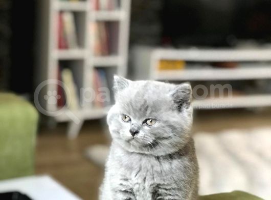 Irkının En İyi Temsilcisi Yavrumuz