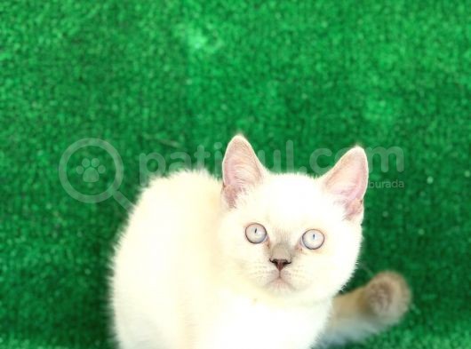 Çok Sevecen Bri̇ti̇sh Shorthai̇r Ve Scotti̇sh Fold görsel