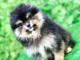 Pomeranian Boo Yavrularımız