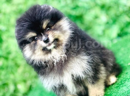 Pomeranian Boo Yavrularımız görsel