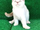 Çok Sevecen Bri̇ti̇sh Shorthai̇r Ve Scotti̇sh Fold