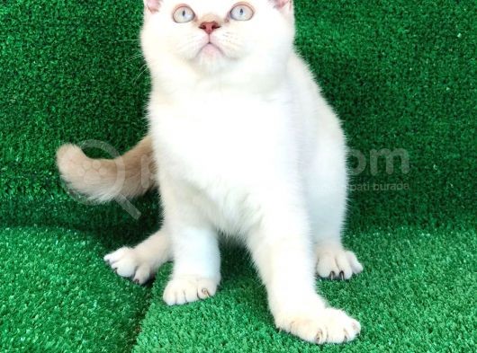 Çok Sevecen Bri̇ti̇sh Shorthai̇r Ve Scotti̇sh Fold görsel