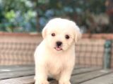 Minik Maltese Terrier