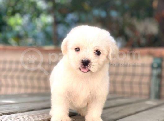 Minik Maltese Terrier görsel