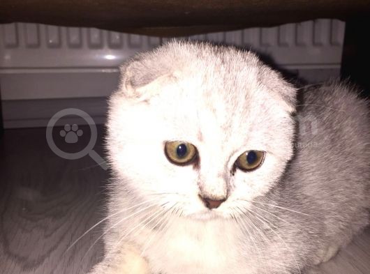 Yakışıklı Oğlumuz Sahibini Bekliyor görsel