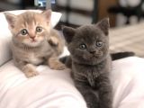 British Shorthair Erkek ve Dişi Yavru Kedilerim…