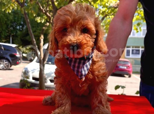 Bebek Surat Toy Poodle görsel
