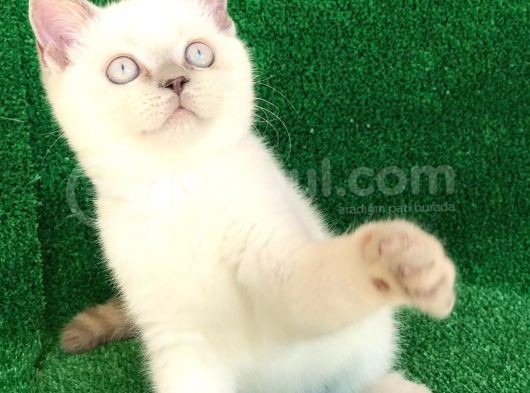 Çok Sevecen Bri̇ti̇sh Shorthai̇r Ve Scotti̇sh Fold görsel
