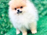 Pomeranian Boo Yavrularımız