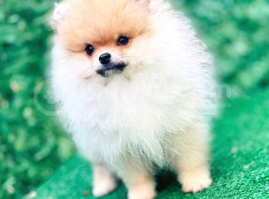 Pomeranian Boo Yavrularımız görsel