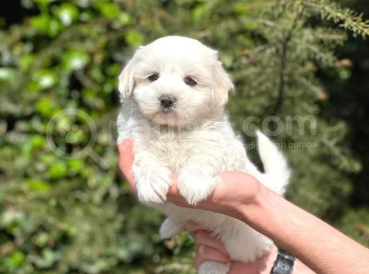 Tatlı Maltese Terrier Yavrularım