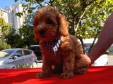 Mini Boy Toy Poodle Yavrular