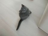 3 Aylık Yavrumuza Yuva Arıyoruz