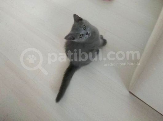 3 Aylık Yavrumuza Yuva Arıyoruz
