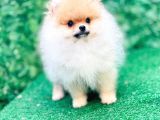 Pomeranian Boo Yavrularımız