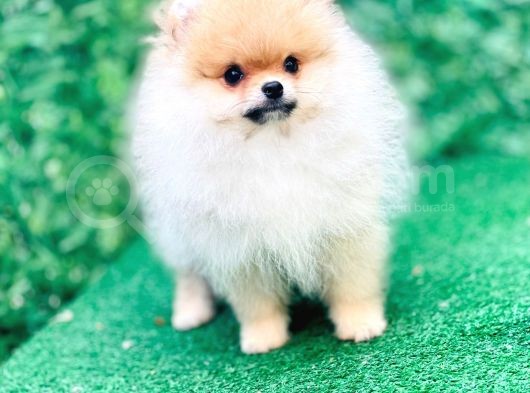 Pomeranian Boo Yavrularımız