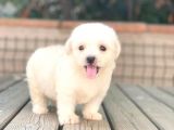 Maltese Terrier Yavruları