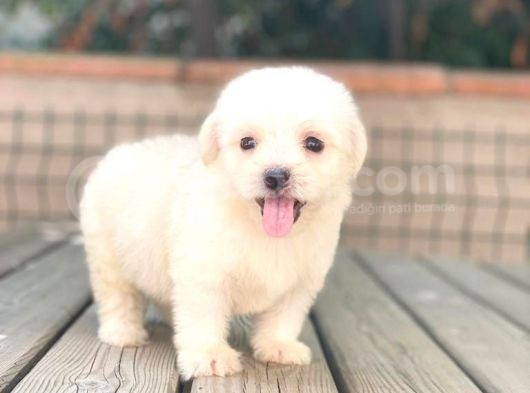 Maltese Terrier Yavruları