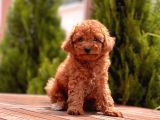 Toy Poodle Yavrular
