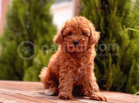 Toy Poodle Yavrular görsel