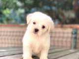 Maltese Terrier Yavruları