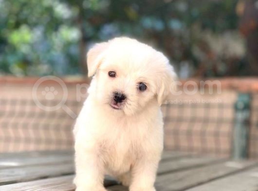 Maltese Terrier Yavruları görsel