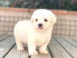 Maltese Terrier Yavruları
