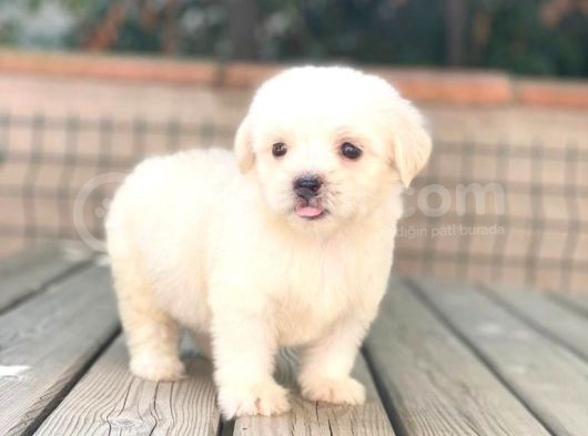 Maltese Terrier Yavruları görsel