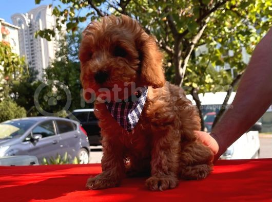 Bebek Surat Toy Poodle görsel