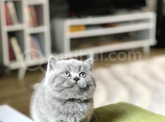 Irkının En İyi Temsilcisi Yavrumuz görsel