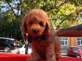 Tatlı Poodle Yavrular