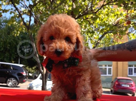 Tatlı Poodle Yavrular görsel