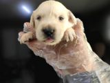 Baby Face Golden Retriever Bebekler