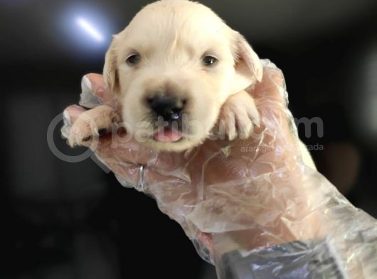Baby Face Golden Retriever Bebekler görsel