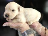 Baby Face Golden Retriever Bebekler