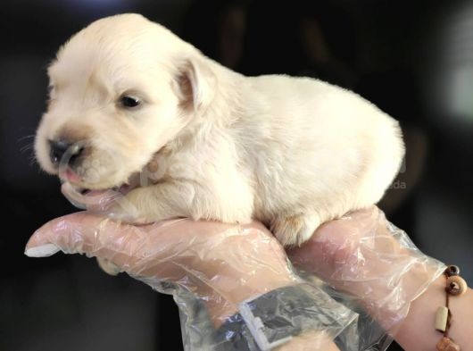 Baby Face Golden Retriever Bebekler görsel