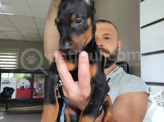 A Kali̇te Ki̇ng A Kali̇te Ki̇ng Doberman Bebek Bebek görsel