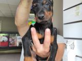 A Kali̇te Ki̇ng A Kali̇te Ki̇ng Doberman Bebek Bebek