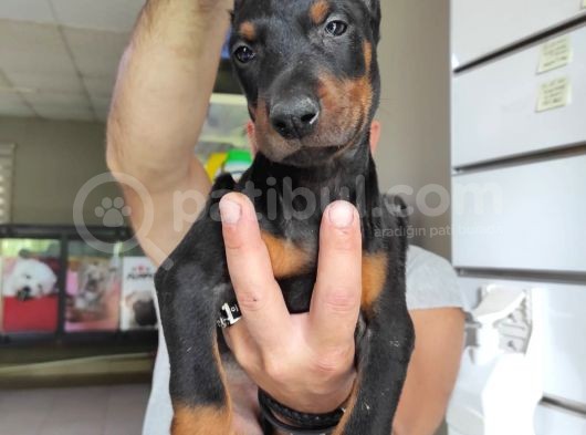 A Kali̇te Ki̇ng A Kali̇te Ki̇ng Doberman Bebek Bebek