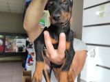 A Kali̇te Ki̇ng A Kali̇te Ki̇ng Doberman Bebek Bebek