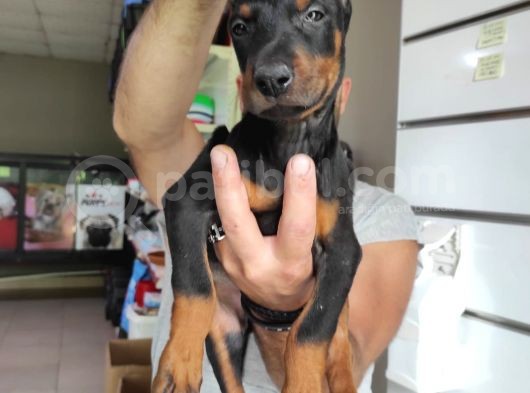 A Kali̇te Ki̇ng A Kali̇te Ki̇ng Doberman Bebek Bebek görsel