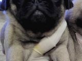 A Kali̇te Mi̇no Boy Pug Bebekler