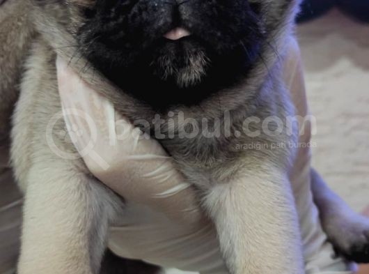 A Kali̇te Mi̇no Boy Pug Bebekler görsel