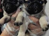 A Kali̇te Mi̇no Boy Pug Bebekler