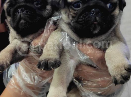 A Kali̇te Mi̇no Boy Pug Bebekler görsel