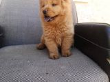 A Kali̇te Chow Chow Bebekler