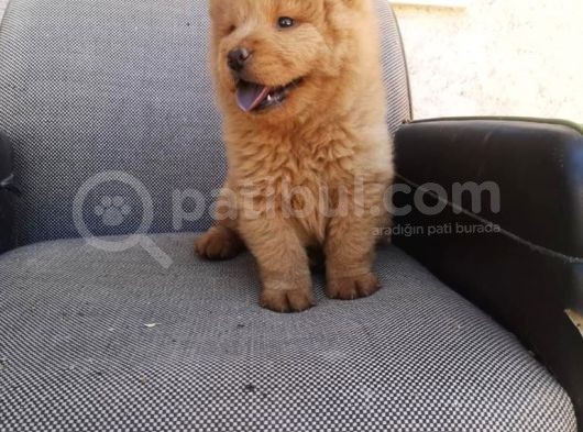 A Kali̇te Chow Chow Bebekler görsel