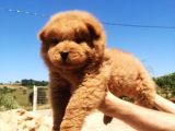 A Kali̇te Chow Chow Bebekler