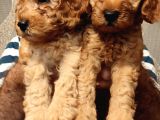 A Kalite Toy Poodle Bebekler